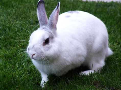 Rabbit Pictures And Facts Pet Rabbits And Vital Statistics