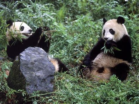 Giant Panda Bears Playing Sichuan China Photographic Print Lynn M