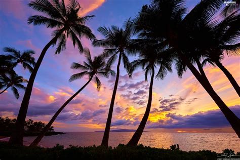 Palms Sea Maui Great Sunsets Aloha State Hawaje Beautiful Views Wallpapers 2048x1367