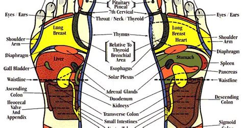 Hand And Foot Reflexology Meridians What Are They And How Do You Use