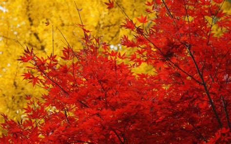 Autumn Trees Crown Leaves Yellow Red Maple