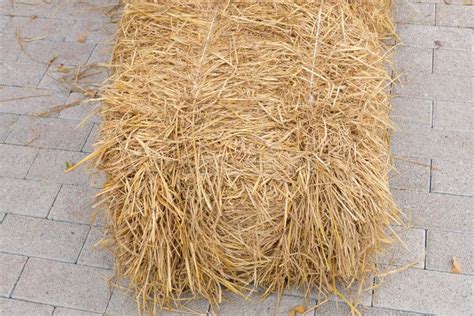 big pile of straw stock image image of farming bedding 18688723
