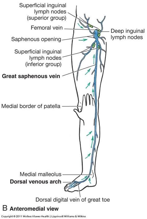 Great Saphenous Vein Vein Surgery Leg Vein Anatomy