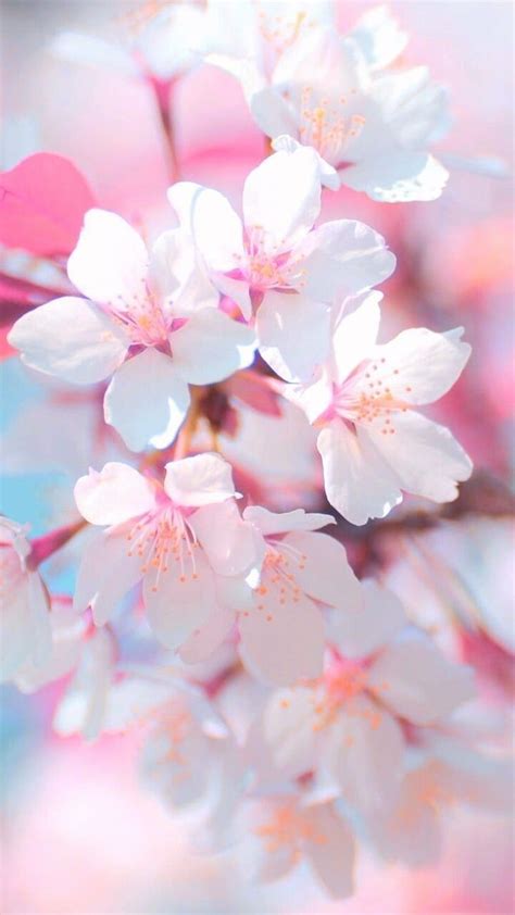 Sakura Iphone Flower Pink Petal Blossom Cherry Blossom Spring