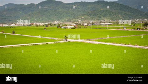 Rice Fields Taiwan Stock Photo Alamy