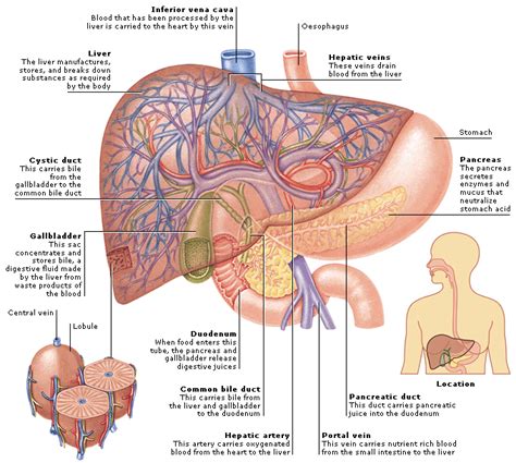 Skip viragh center for pancreas cancer. Medical Encyclopedia - Structure: Liver, Gallbladder, and ...