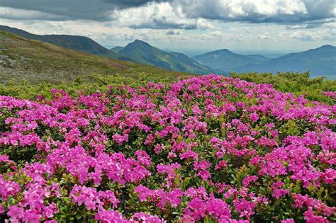 Colors Of Summer Pink Rhododendrons Bloom In Romanian National Park