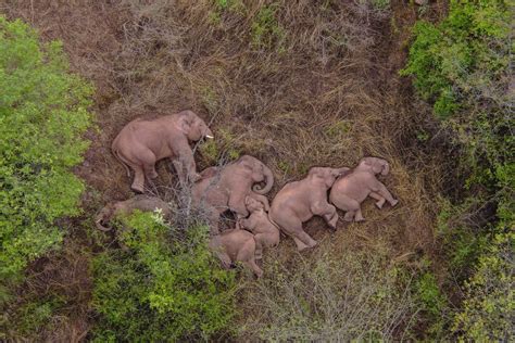 A Herd Of Wild Elephants Wandering Across China Captivates Millions Wsj