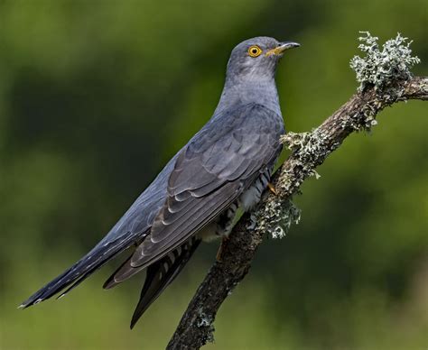 Common Cuckoo By Martyn Jones Birdguides