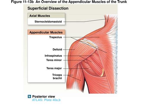 Ppt 11 5 Axial Musculature Powerpoint Presentation Free Download