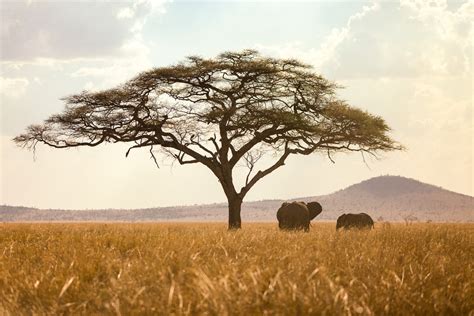 Serengeti Wildlife Tanzania