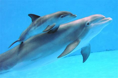 Dolphin Zooborns