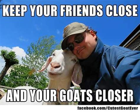 Pin By Cheryl Miller On Goats Goats Funny Show Goats Cute Goats