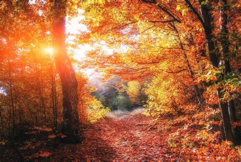 800x480 Autumn Forests Leaves Fall 5k 800x480 Resolution Hd 4k