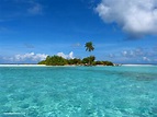 Deserted Island in Maldives...literally an island with 1 palm Tree! : r ...