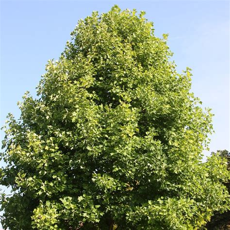 Buy Tulip Tree Liriodendron Tulipifera £7999 Delivery By Crocus