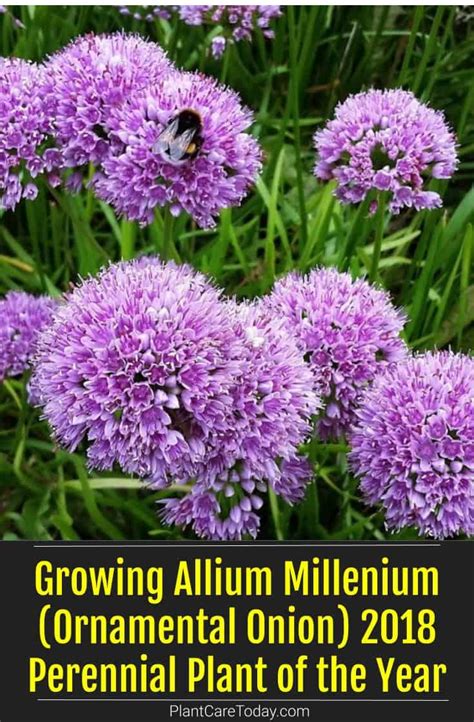 Growing Allium Millenium Ornamental Onion