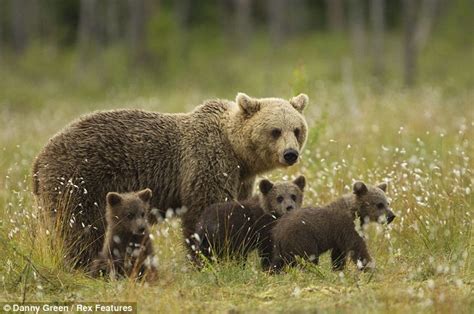 Curious For The Bear Necessities Of Life Cute Cubs Learn