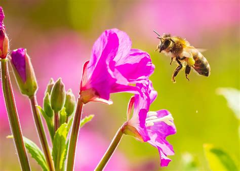 Flower Quality Is A Critical Driver Of Bee Abundance