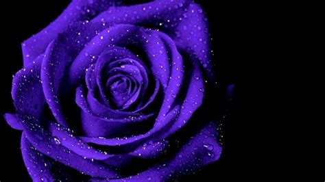 Beautiful Wallpaper Purple Roses Images Images