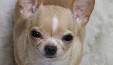 14 Signs You Are A Crazy Chihuahua Person The Dogman