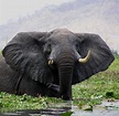 Afrika: Die Rückkehr der Tiere ins Majete Reservat - WELT