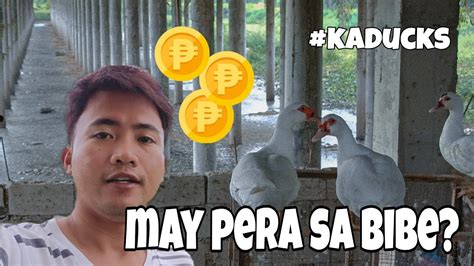 Ep Pag Aalaga Ng Bibe Mga Tips Kaducks Youtube