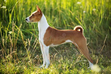 Hunting Dog Breed Basenji Stock Image Image Of Retriever 42432049