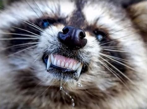 Zombie Raccoons Terrorize Ohio Town Freak Lore