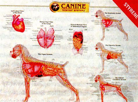 Canine Anatomy Chart Set Of Three Wall Charts