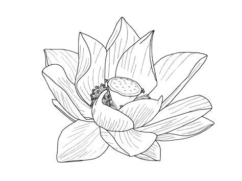 Lotus Flower Outline Clipart And Illustrations Pinterest Flower