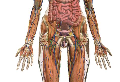 Zygote Anatomía Del Cuerpo Humano 3d Cmnsc Pinterest Graphics