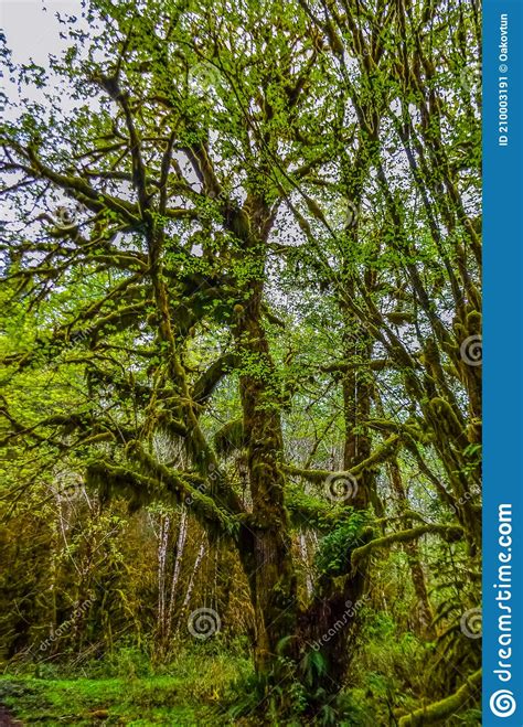 Epiphytic Plants And Wet Moss Hang From Tree Branches In The Forest In