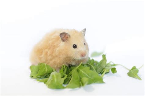 Teddy Bear Hamster Lifespan And Characteristics Science Trends