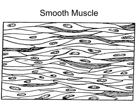 Other muscles (smooth & cardiac) will contract without nervous stimulation but their contraction can be influenced by. Smooth Muscle Drawing at GetDrawings | Free download