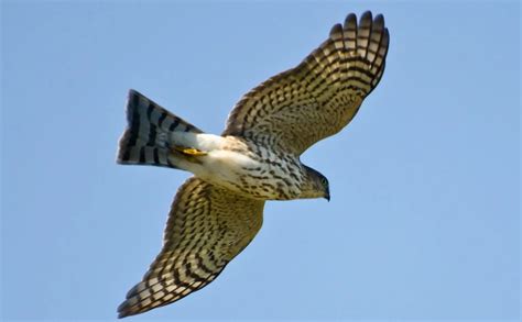8 Species Of Hawk In New Jersey Bird Advisors