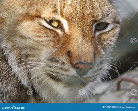 European Wildcat Lynx Catamount Face With Eyes Staring Stock Photo