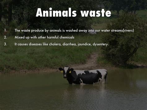 Air And Water Pollution Impact Of Animal Farming On The Environment