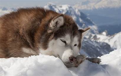 Husky Malamute Alaskan Wallpapers Hd Dog Siberian