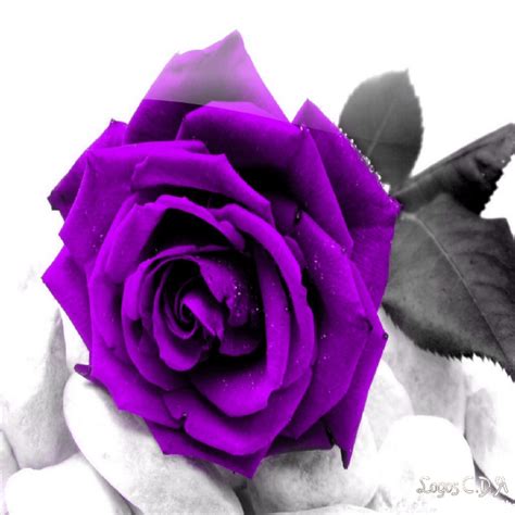 Purple Rose Purple Roses Beautiful Rose Flowers Beautiful Flowers