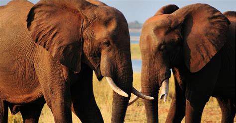 100000 Elephants Killed Researchers Quantify Poaching Death Toll