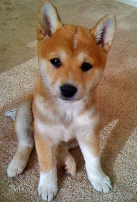 132 Best Shiba Inu Images On Pinterest Pets Adorable Animals And