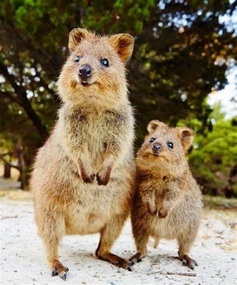 Cute Baby Australian Animals