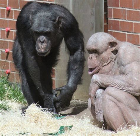 Twycross Zoos Hairless Chimp Mongo Dies Unexpectedly Bbc News