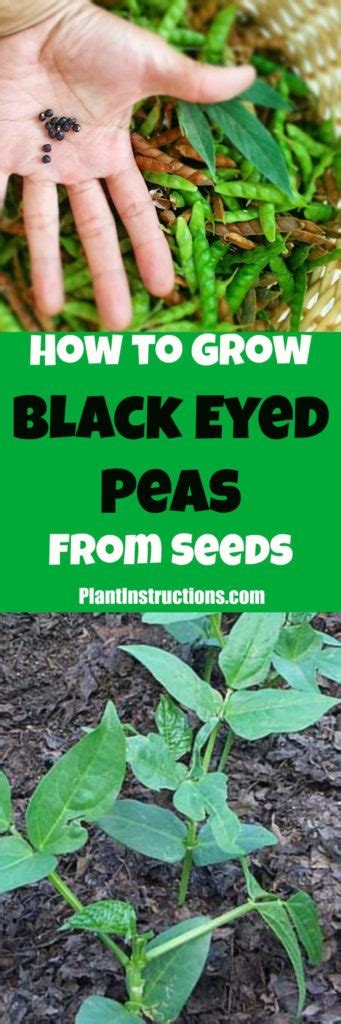 How To Grow Black Eyed Peas Plant Instructions