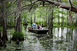 Tour the Honey Island Swamp - Cajun Encounters Tour Company, New Orleans