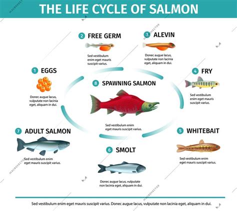 Life Cycle Salmon Infographics With Isolated Images Of Fishes Editable