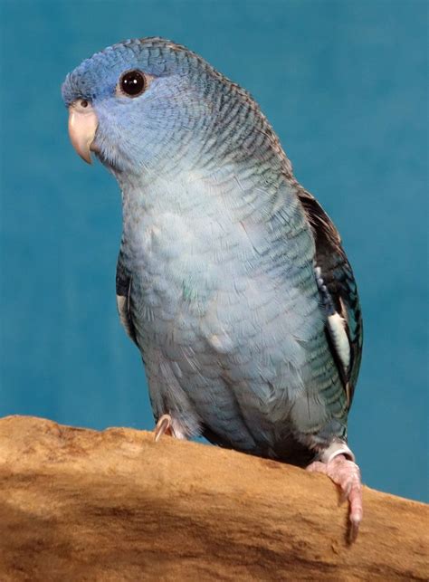 Lineolated Parakeet Bolborhynchus Lineola Fåglar