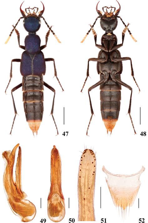 ﻿a Review Of The Genus Hesperosoma Scheerpeltz Coleoptera