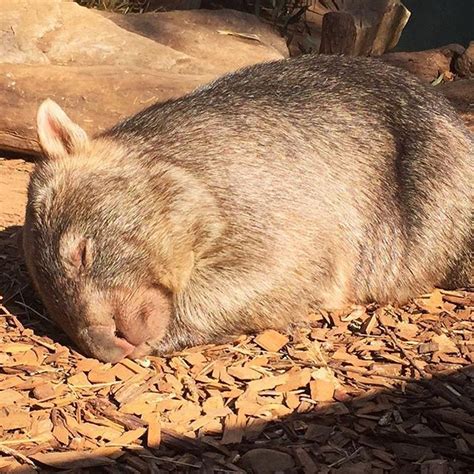 Taronga Zoo On Instagram “lucy The Wombat Has The Right Idea Keeper